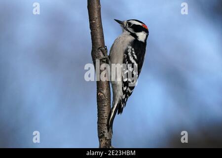 Downy Woodpecker Stockfoto