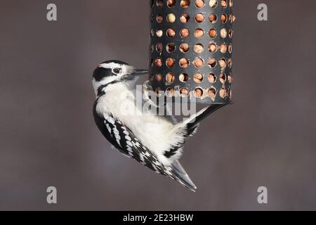 Downy Woodpecker Stockfoto