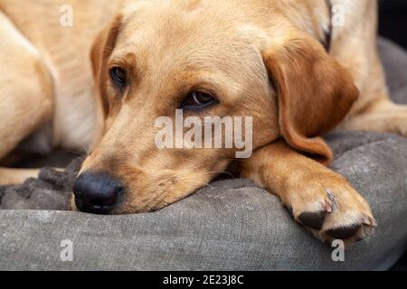 Blonde Labrador Retriever Hund Porträt. Hochwertige Fotos Stockfoto