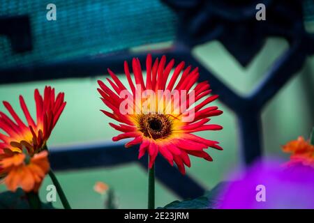 Selektive Fokusaufnahme von roten und gelben Gerbera-Blüten Stockfoto