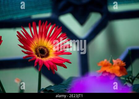 Selektive Fokusaufnahme von roten und gelben Gerbera-Blüten Stockfoto