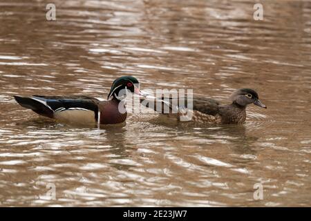 Holzenten in Utah Stockfoto