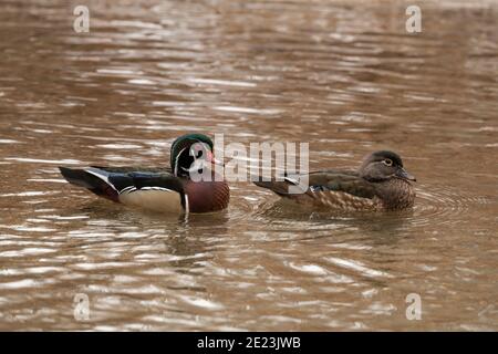 Holzenten in Utah Stockfoto