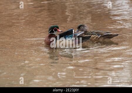 Holzenten in Utah Stockfoto