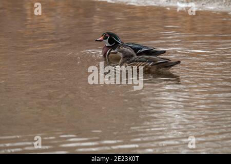 Holzenten in Utah Stockfoto