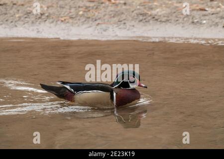 Holzenten in Utah Stockfoto