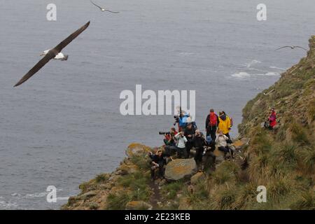 Schwarzbrauen-Albatross (Thalassarche melanophris), Kreise in der Nähe der Brutkolonie, Touristen im Hintergrund, West Point, Falklandinseln 3. Dec 2015 Stockfoto