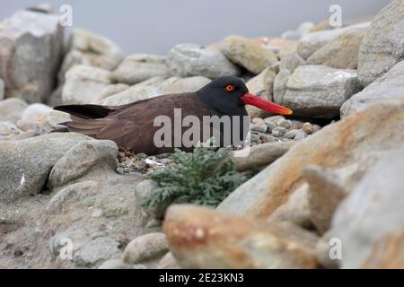 Schwärzlicher Austernfischer (Haematopus ater), auf Nest, Falklandinseln 3. Dez. 2015 Stockfoto