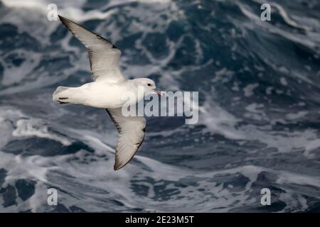 Südlicher Fulmar (Fulmarus glacialoides), Unterseite mit schäumenden Wellen dahinter, Flug auf See, bei Südgeorgien, Südatlantik 2. Dec 2015 Stockfoto