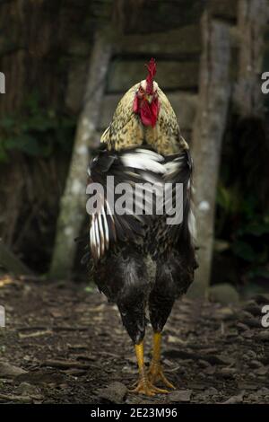 Vertikale selektive Fokusaufnahme eines bunten Hahns mit offenem Flügel Stockfoto