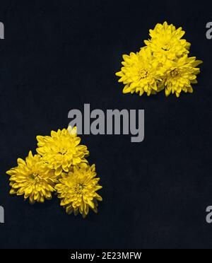 Gelbe Chrysantheme Blüten an den Seiten von dunkelschwarzem Hintergrund Stockfoto