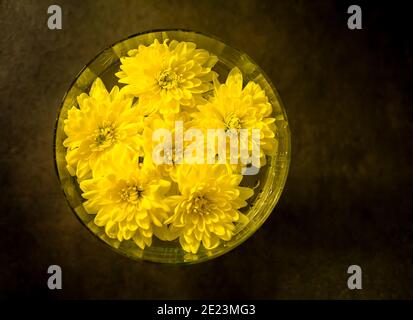 Gelbe Chrysantheme Blüten Knospen schwimmen im Wasser in Glas Stockfoto