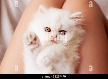 Flauschiges weißes Kätzchen, das auf dem Schoß der Frau liegt Stockfoto