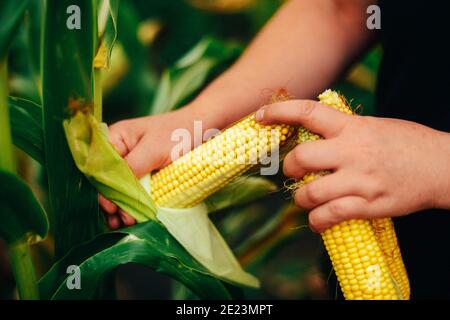 Landwirt hält Maiskolben in der Hand in Maisfeld. Eine Nahaufnahme einer Frau Hände hält einen Mais. Bauer auf dem Maisfeld mit Ähre in der Hand Stockfoto