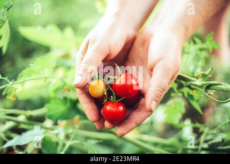 Nahaufnahme der Hände einer Frau mit Bio-Kirschtomaten Stockfoto