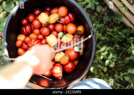 Nahaufnahme einer Frau, die Bio-Tomaten hält Stockfoto