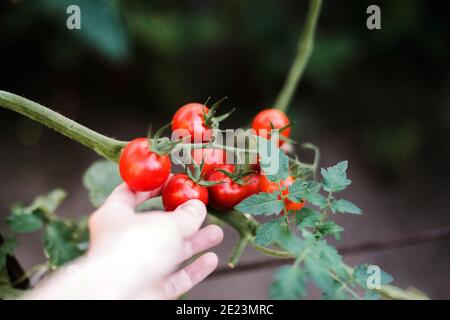 Nahaufnahme der Hände einer Frau mit Bio-Kirschtomaten Stockfoto