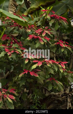 Vertikale Aufnahme von roten und grünen Blättern auf einem Busch Stockfoto