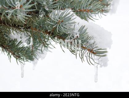 Nahaufnahme von schneebedeckten Kiefernästen mit Eiszapfen in Ein gespenstiger Winternebel Stockfoto