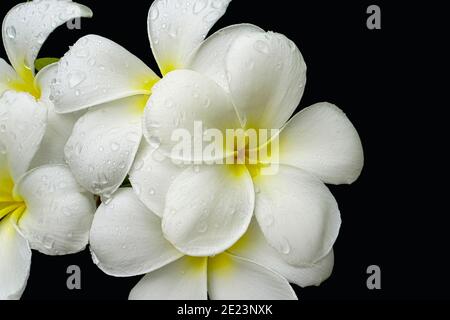 Schöne Nahaufnahme von weiß mit gelben Zentrum Frangipani Blumen Stockfoto