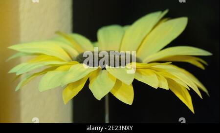 Selektive Aufnahme einer gelben Blume Stockfoto