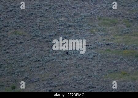 Wolf und Grizzlies jagen sich gegenseitig durch das Lamar Valley hinein Yellowstone Nationalpark Stockfoto