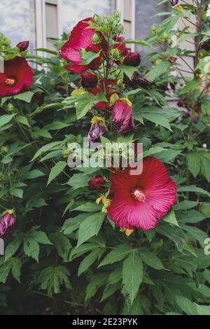 Hibiskusblüte in hellem Magenta Stockfoto