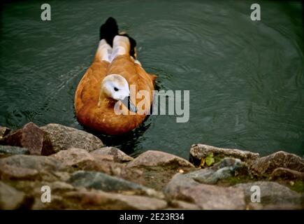 Schöne braune Ente in einem Teich in der Nähe der Steine. Stockfoto