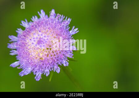 Nahaufnahme wunderschöne violette Distelblume. Rosa Blüten von Stacheln einer Klette. Klette dornige Blume. (Arctium lappa) auf grünem Weichzeichnungshintergrund Stockfoto