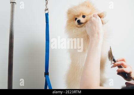 Hand tun Pflege, Haarschnitt, Kämmen Wolle von schönen glücklichen pommerschen Spitz Hund. Flauschige kleine Welpen, Tierhaarpflege, Schneiden Verfahren. Tierhaar Stockfoto