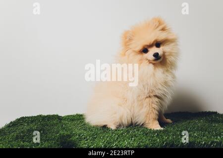 Pommersche spitze. Nette flauschige charmante rothaarige pommersche Spitz Stockfoto