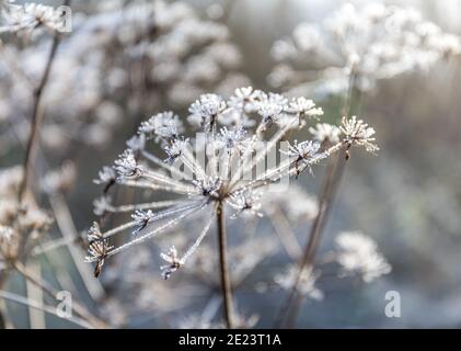 Gefrorene Blume Stockfoto