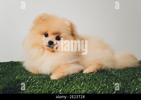 Portrait von niedlichen flauschigen Welpen von pommerschen spitz. Kleiner lächelnder Hund auf weißem Hintergrund Stockfoto