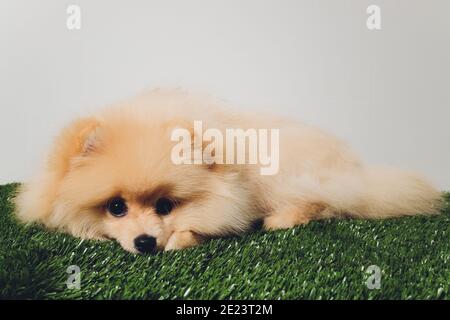 Portrait von niedlichen flauschigen Welpen von pommerschen spitz. Kleiner lächelnder Hund auf weißem Hintergrund Stockfoto