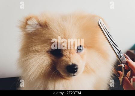 Portrait von niedlichen flauschigen Welpen von pommerschen spitz. Kleiner lächelnder Hund auf weißem Hintergrund Stockfoto