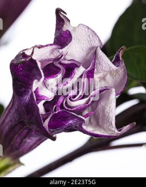 Devil's Trompete, Indisk spikklubba (Datura fastuosa) Stockfoto