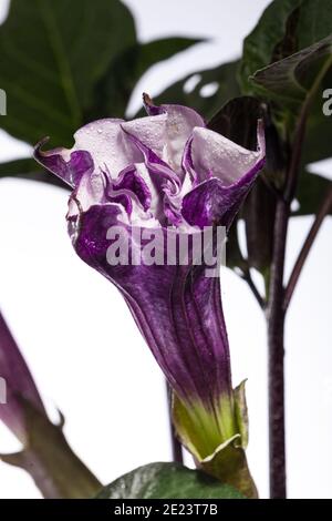 Devil's Trompete, Indisk spikklubba (Datura fastuosa) Stockfoto