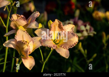 "Rauch-Signal' Daylily, Daglilja (Hemerocallis) Stockfoto