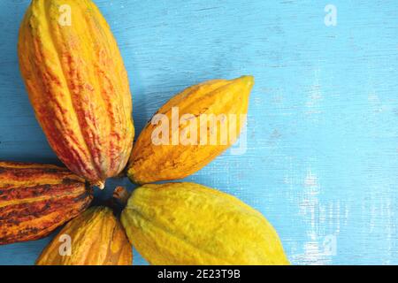 Frische und reife leuchtend gelb orange Kakaoschoten oder Theobroma Kakaobaum Früchte in flacher Lage in blauem Hintergrund mit Kopierraum. Stockfoto