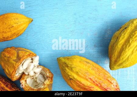 Frische und reife leuchtend gelb orange Kakaoschoten oder Theobroma Kakaobaum Früchte in flacher Lage in blauem Hintergrund mit Kopierraum. Stockfoto