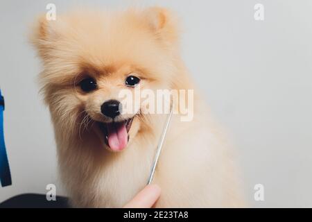 Portrait von niedlichen flauschigen Welpen von pommerschen spitz. Kleiner lächelnder Hund auf weißem Hintergrund Stockfoto