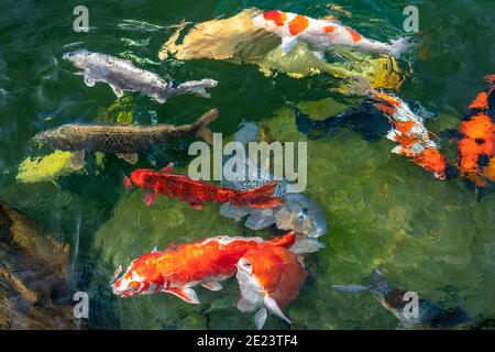 Bewegung Gruppe von bunten Koi Fisch in klarem Wasser. Dies ist eine Art von japanischen Karpfen in kleinen Seen in den ökologischen touristischen Attraktionen. Stockfoto