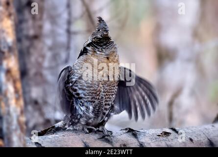 Ein wildes, gerafftes Birkhuhn (Bonasa umbellus) trommelt, um ein Weibchen auf einem gefallenen Baumstamm im Wald von Alberta Kanada anzuziehen. Stockfoto