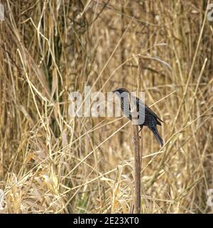 Rotflügeliger Amsel (Agelaius phoeniceus), der auf einem Schilf vor einem Hintergrund aus braunem Schilf und Gräsern thront. Stockfoto