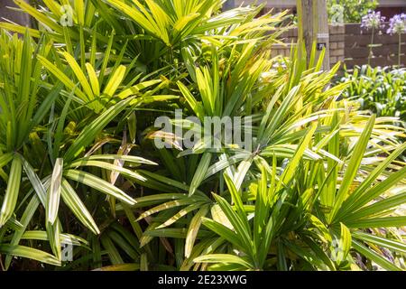 Lady Palm Rhapis Excelsa auch bekannt als Bambuspalme, die im Freien in einem Garten in Sydney wächst, sind die australischen Damenpalmen auch beliebte Zimmerpflanzen Stockfoto