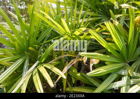 Lady Palm Rhapis Excelsa auch bekannt als Bambuspalme, die im Freien in einem Garten in Sydney wächst, sind die australischen Damenpalmen auch beliebte Zimmerpflanzen Stockfoto