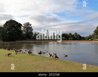 Der See in Forty Hall in Enfield, London. Enten und Schwäne am See. Stockfoto