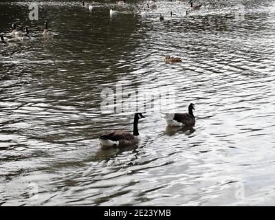 Der See in Forty Hall in Enfield, London. Enten und Schwäne am See. Stockfoto