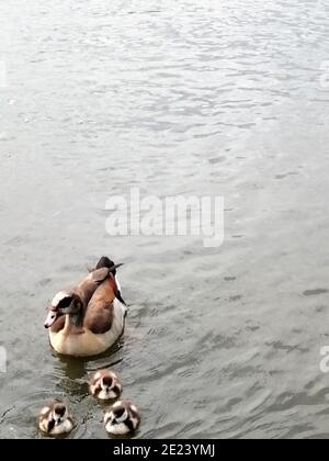 Enten im See. Enfield, London, Großbritannien. Stockfoto