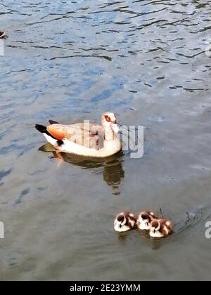 Enten im See. Enfield, London, Großbritannien. Stockfoto